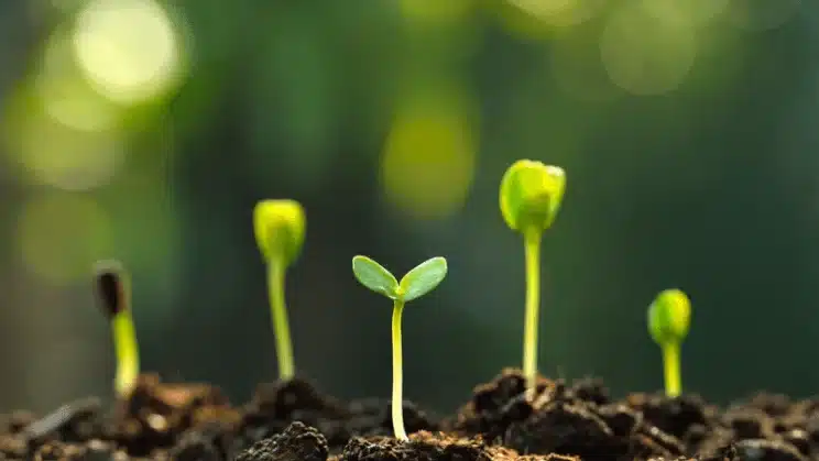 soil types impact plant growth