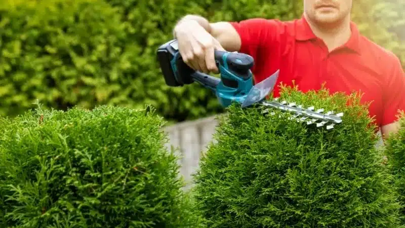 landscaping service hedging a shrub