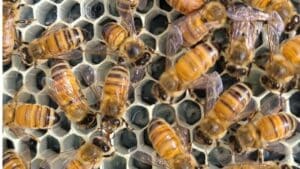 Honey Bee Apiary Bee Larvae
