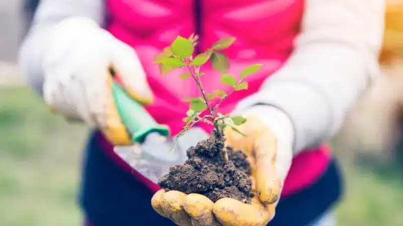 gardening new year's resolutions - plant a seedling