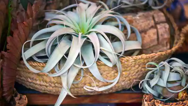 Air Plants in a basket