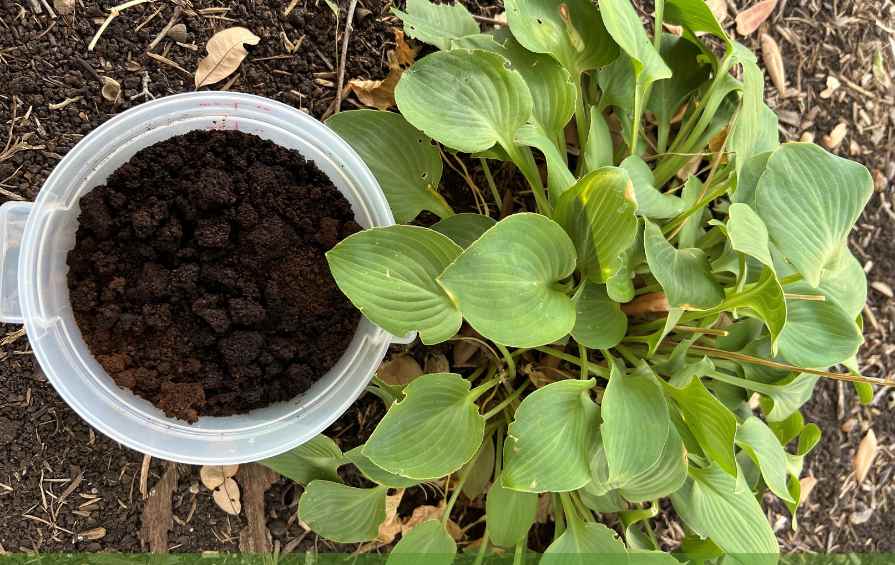 Coffee grounds next to a plant garden