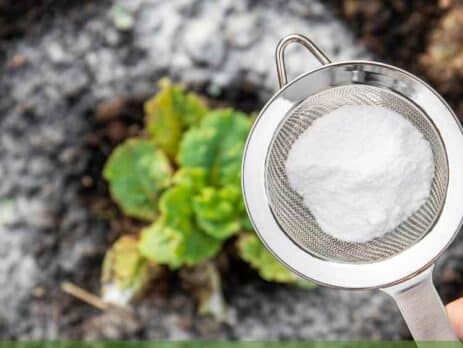 using baking soda in the garden