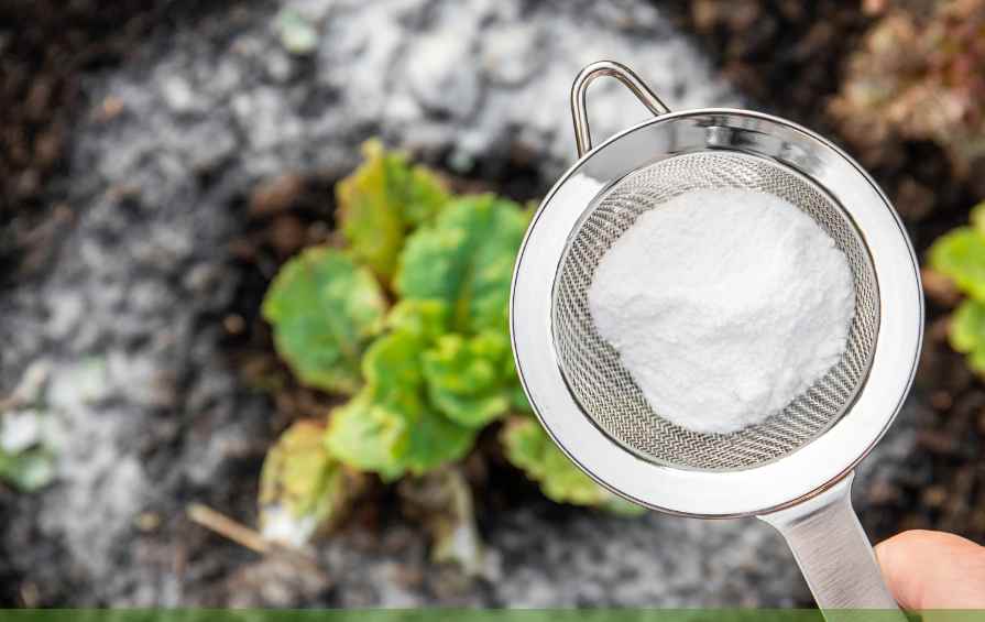 using baking soda in the garden