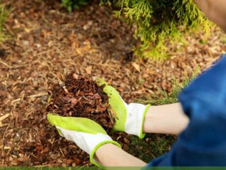 cedar garden mulch