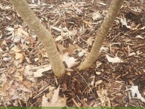 leaf garden mulch