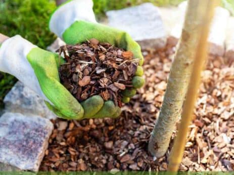 Garden mulch pine bark and mulching tips