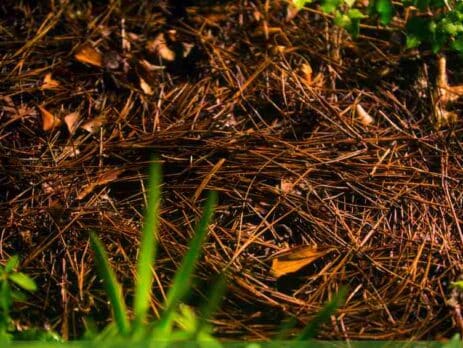 pine straw garden mulch