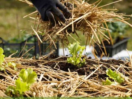 straw garden mulch