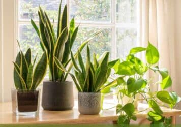 stunning houseplants - snake plants and pothos