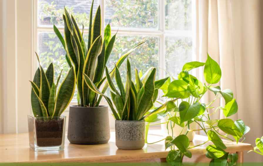 stunning houseplants - snake plants and pothos