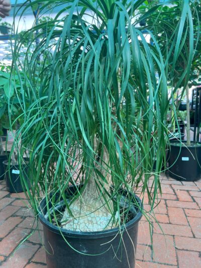 stunning houseplant - ponytail palm