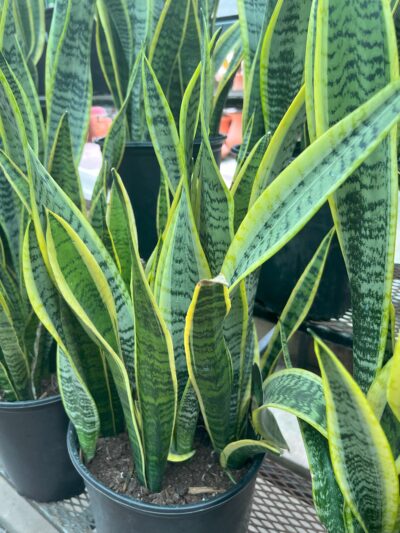 stunning houseplants - snake plants